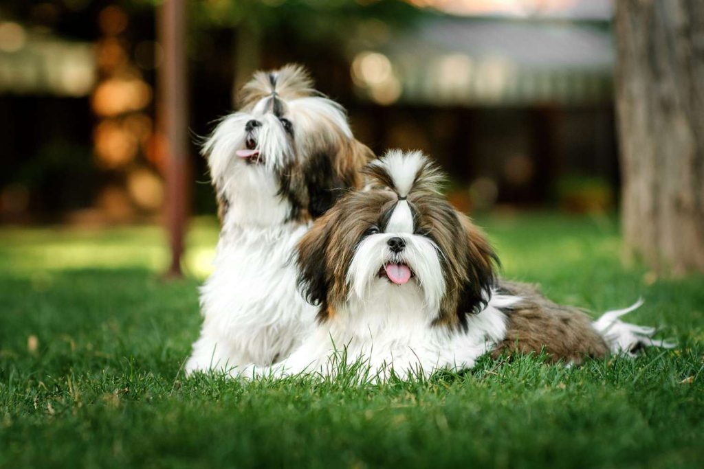 Shih Tzu lying on the lawn