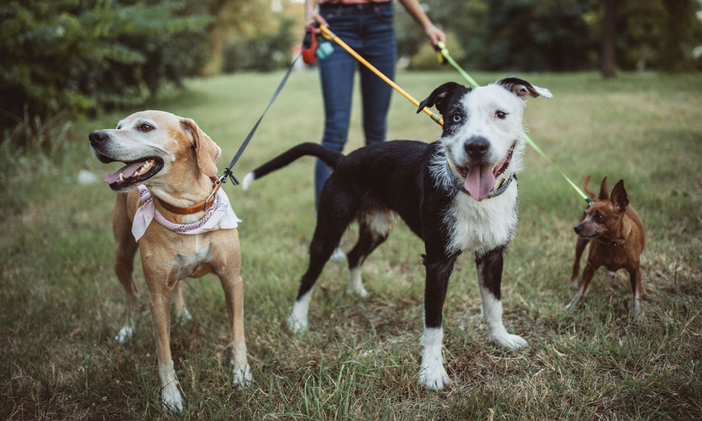 tethering for dogs