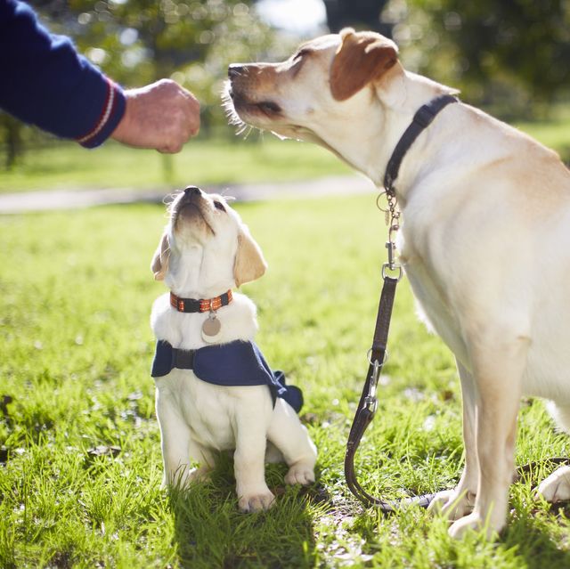 Train dogs with a Dog Whistle