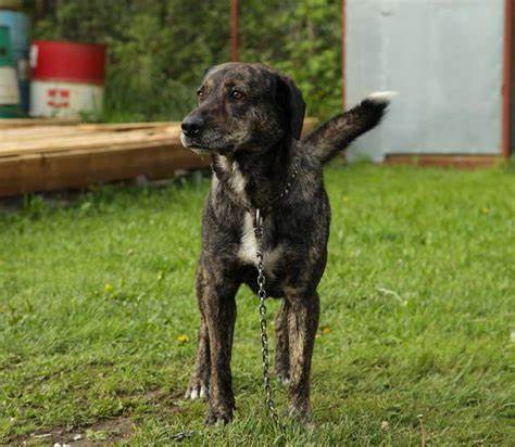 Treeing Tennessee Brindle