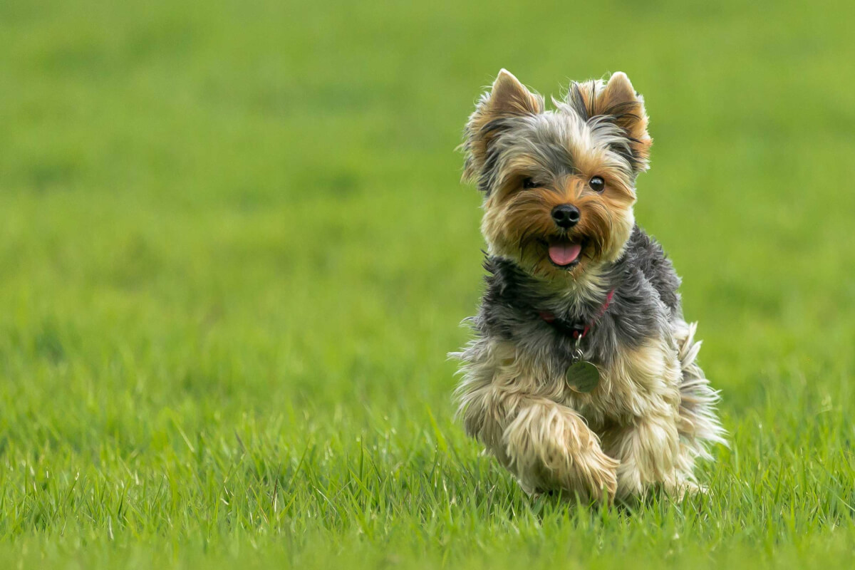 Yorkshire Terrier running on the lawn