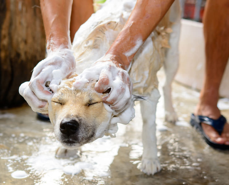 Bathe a dog that was sprayed by a skunk