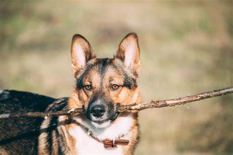 Dog Chewing Sticks