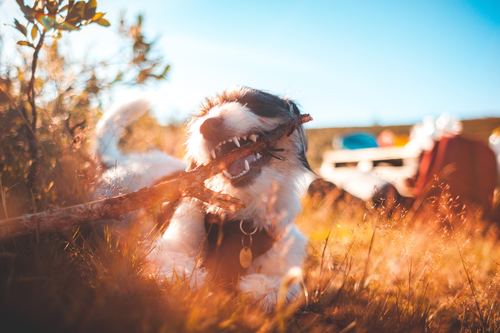 Dog chewing Sticks