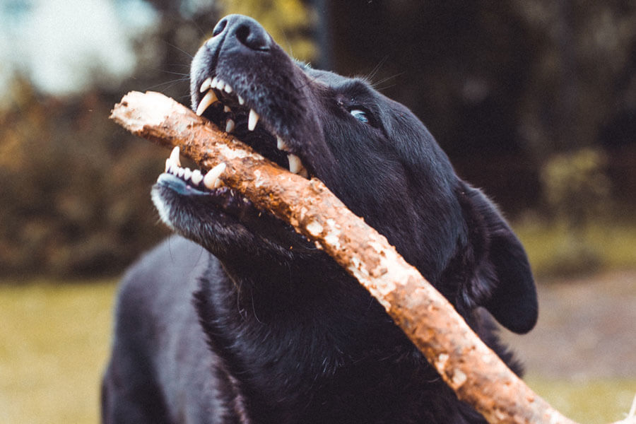 Dog chewing Sticks
