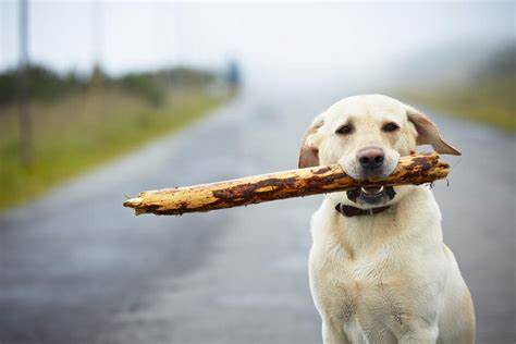 Dog chewing Sticks