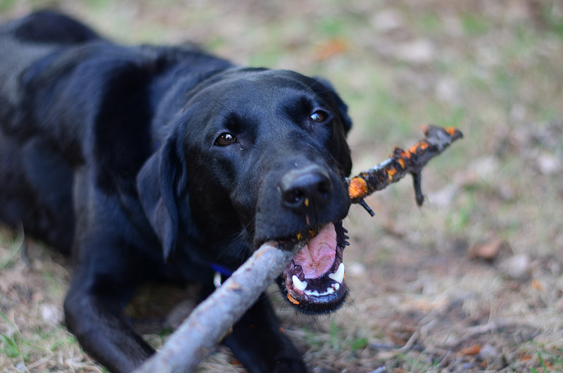 Dog chewing a stick