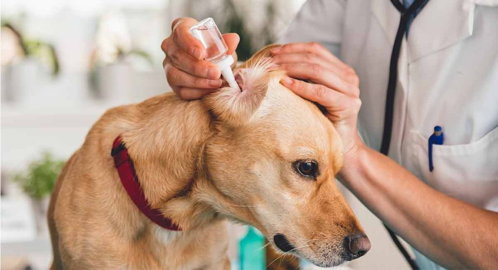 Dog having his ears checked