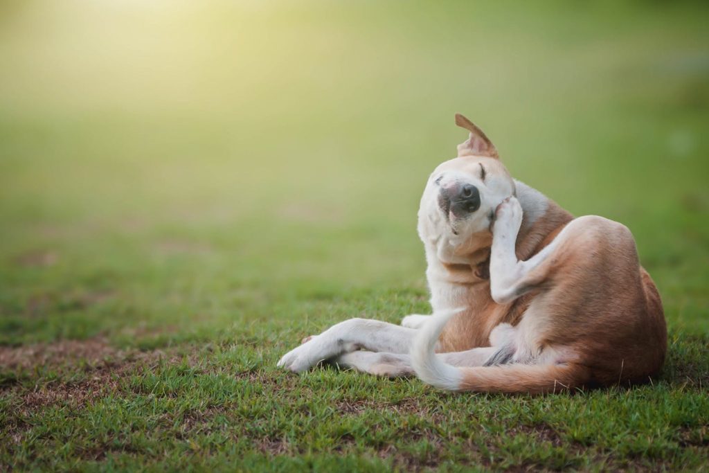 Dog that is tickling