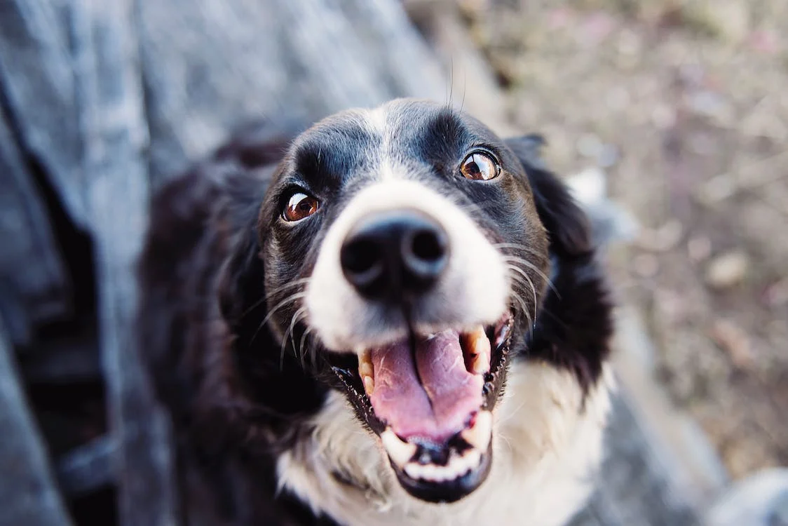 dog shows teeth