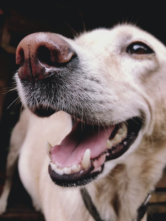 dog shows teeth