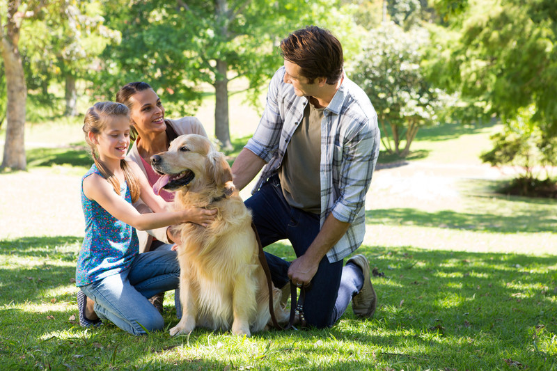 dog socialization