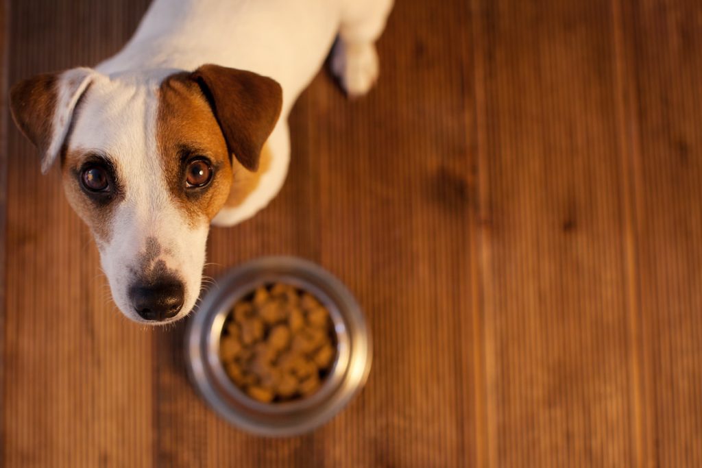 dog won't eat out of bowl