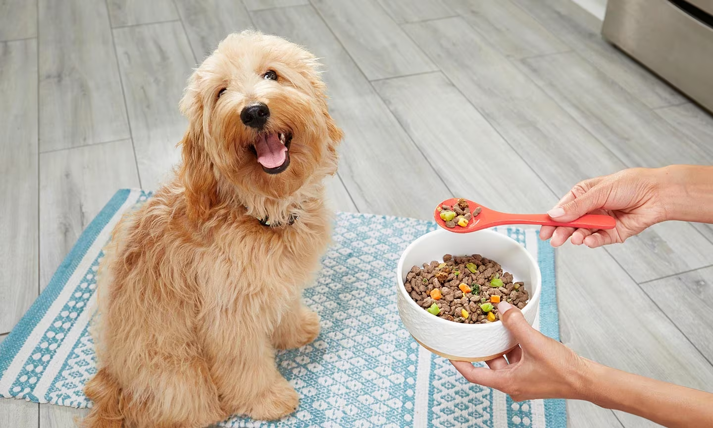 Dog won't eat out of bowl