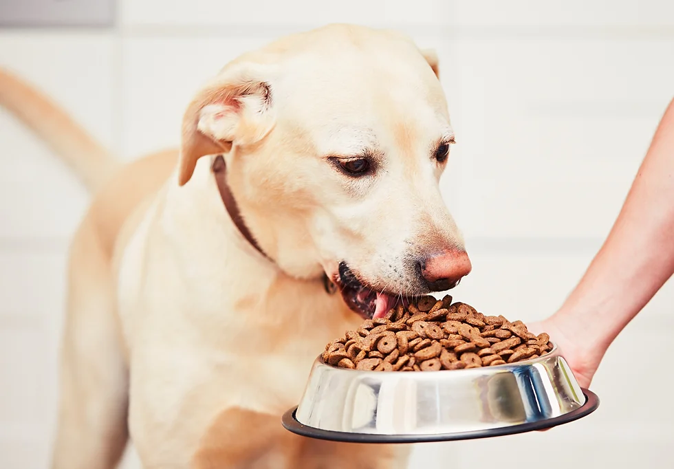 dog won't eat out of bowl