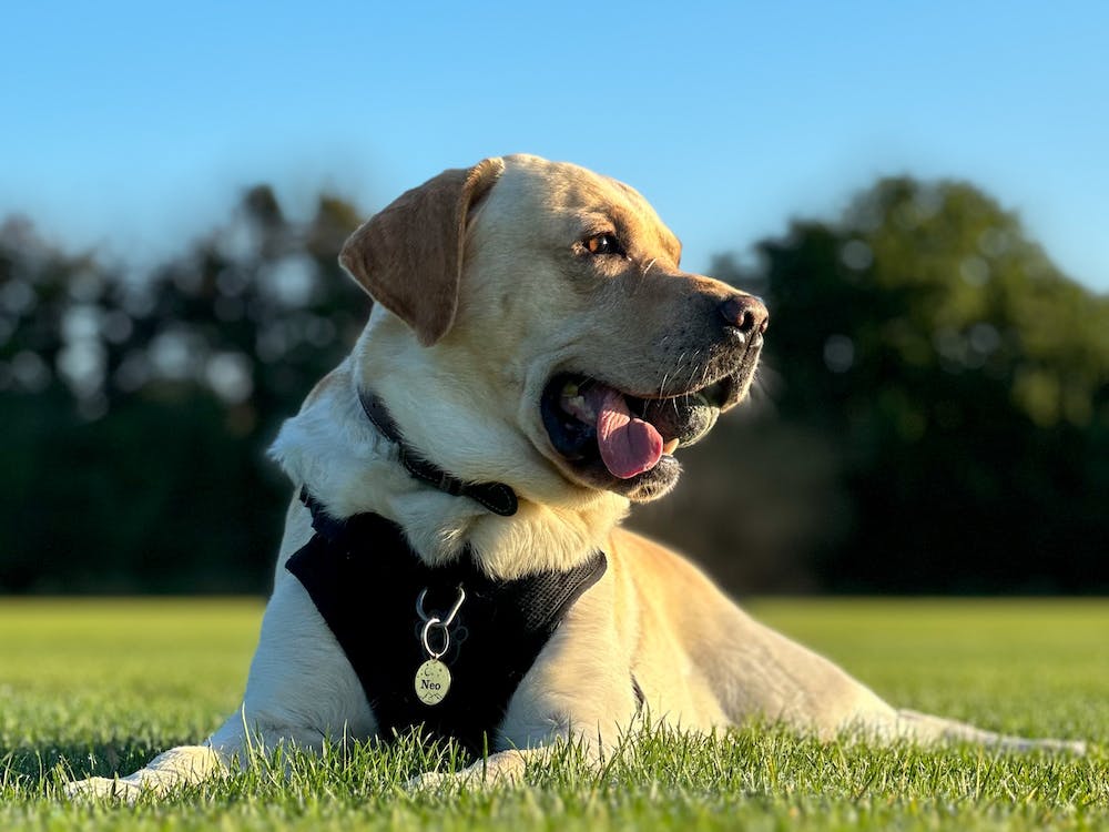 Dog's jowls