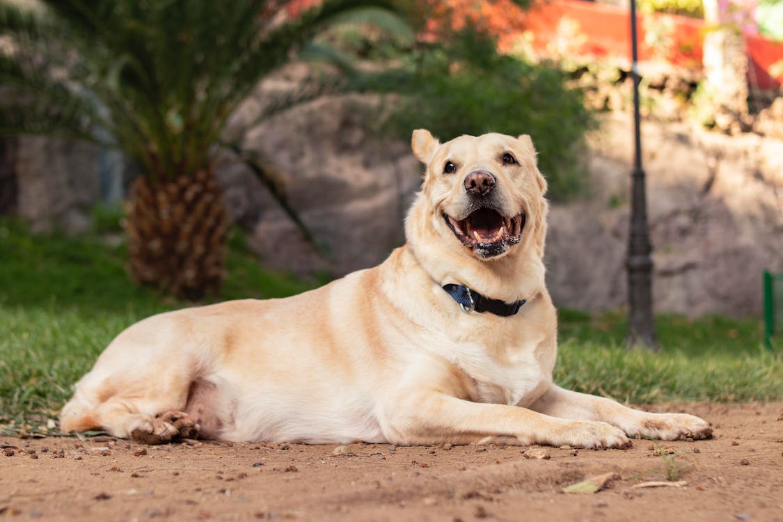 Dog's jowls