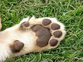 dog paw 