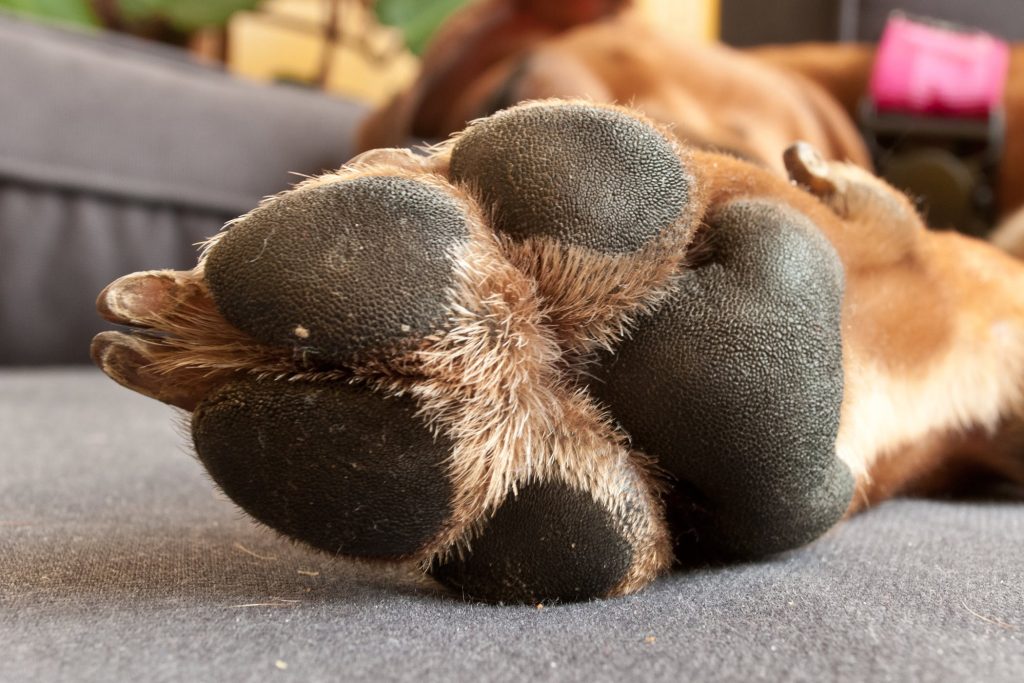 dog paw pad