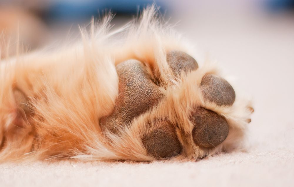 dog paw pad