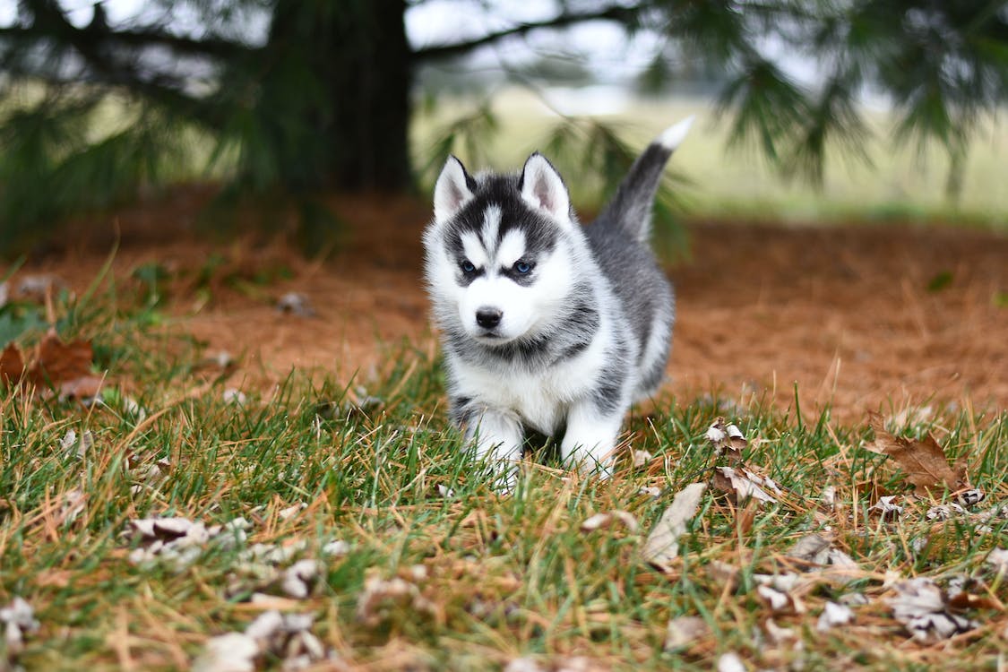 Husky puppy running on the grass