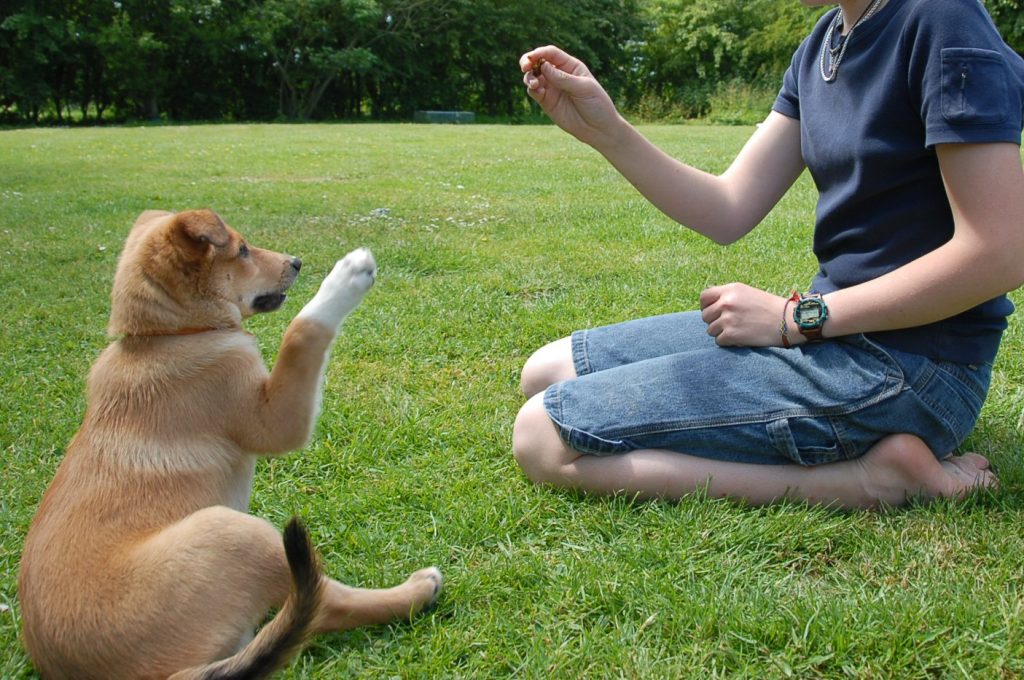 dog being trained by its owner