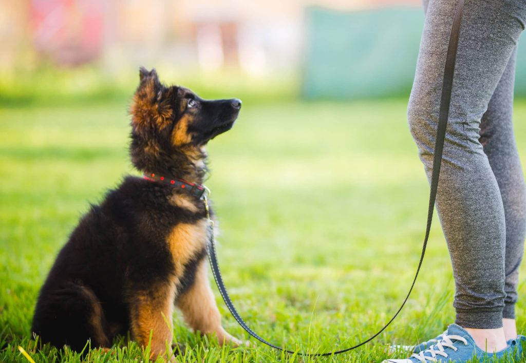 dog being trained by its owner