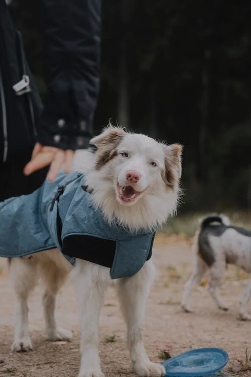 Australian Shepherds