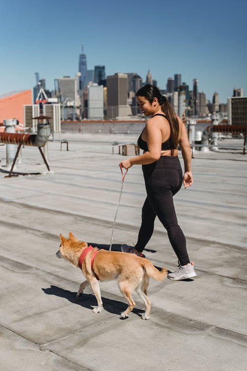 Full Body Dog Harness