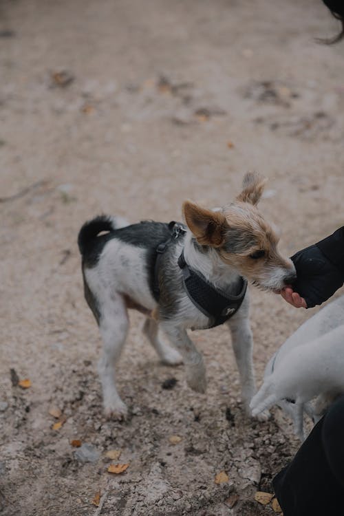 Puppy Hump and Bite