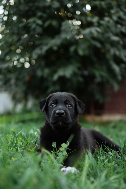 dog in the yard