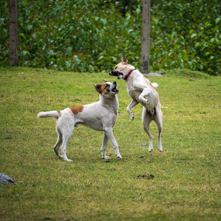 dog jumping