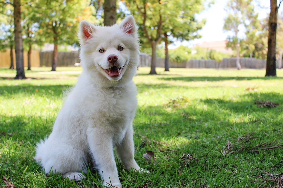 dog smiles