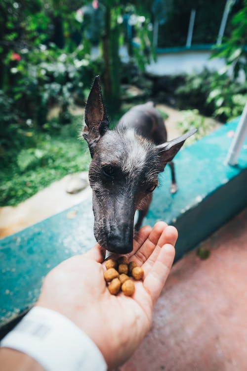 feed your dog