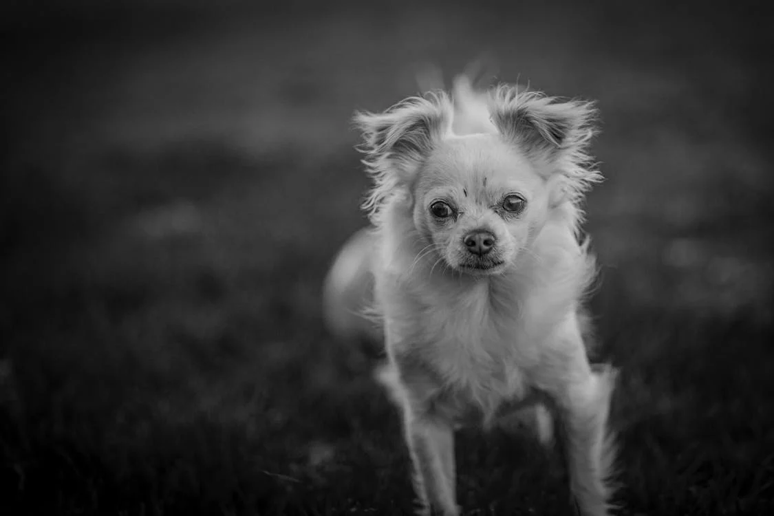 raised hackles in dogs