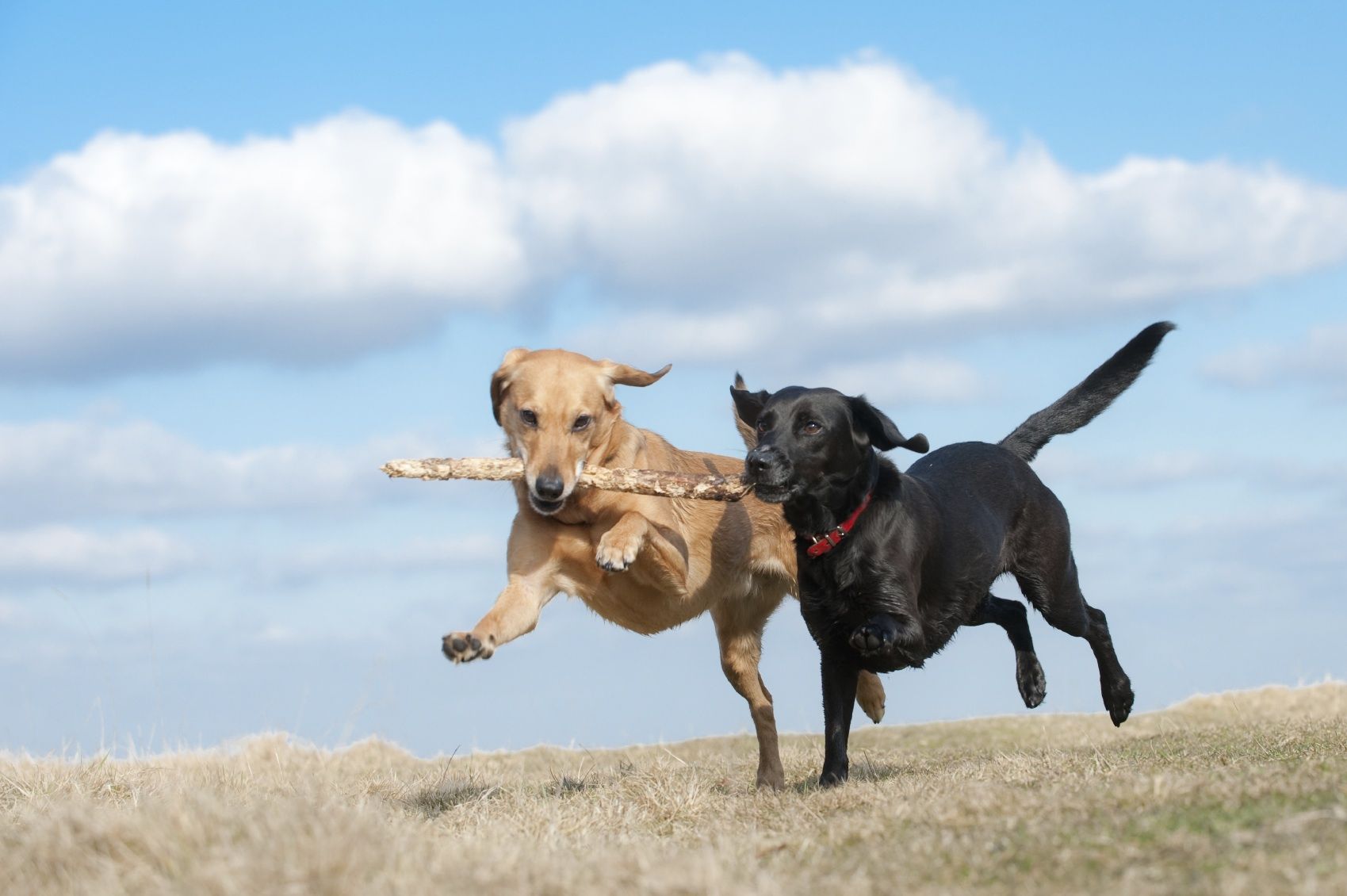 two dogs