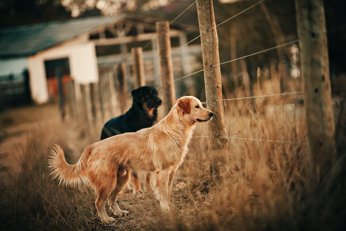 Golden retriever