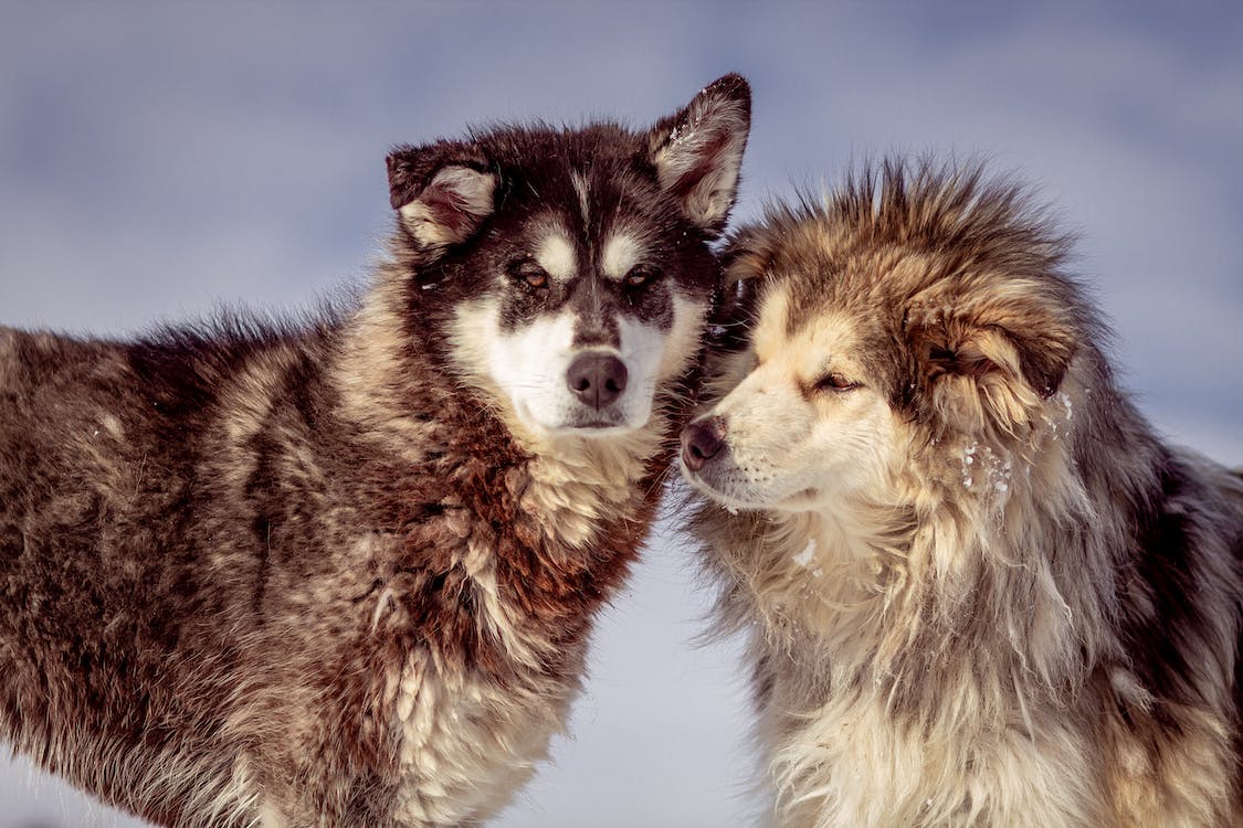 Alaskan Malamute