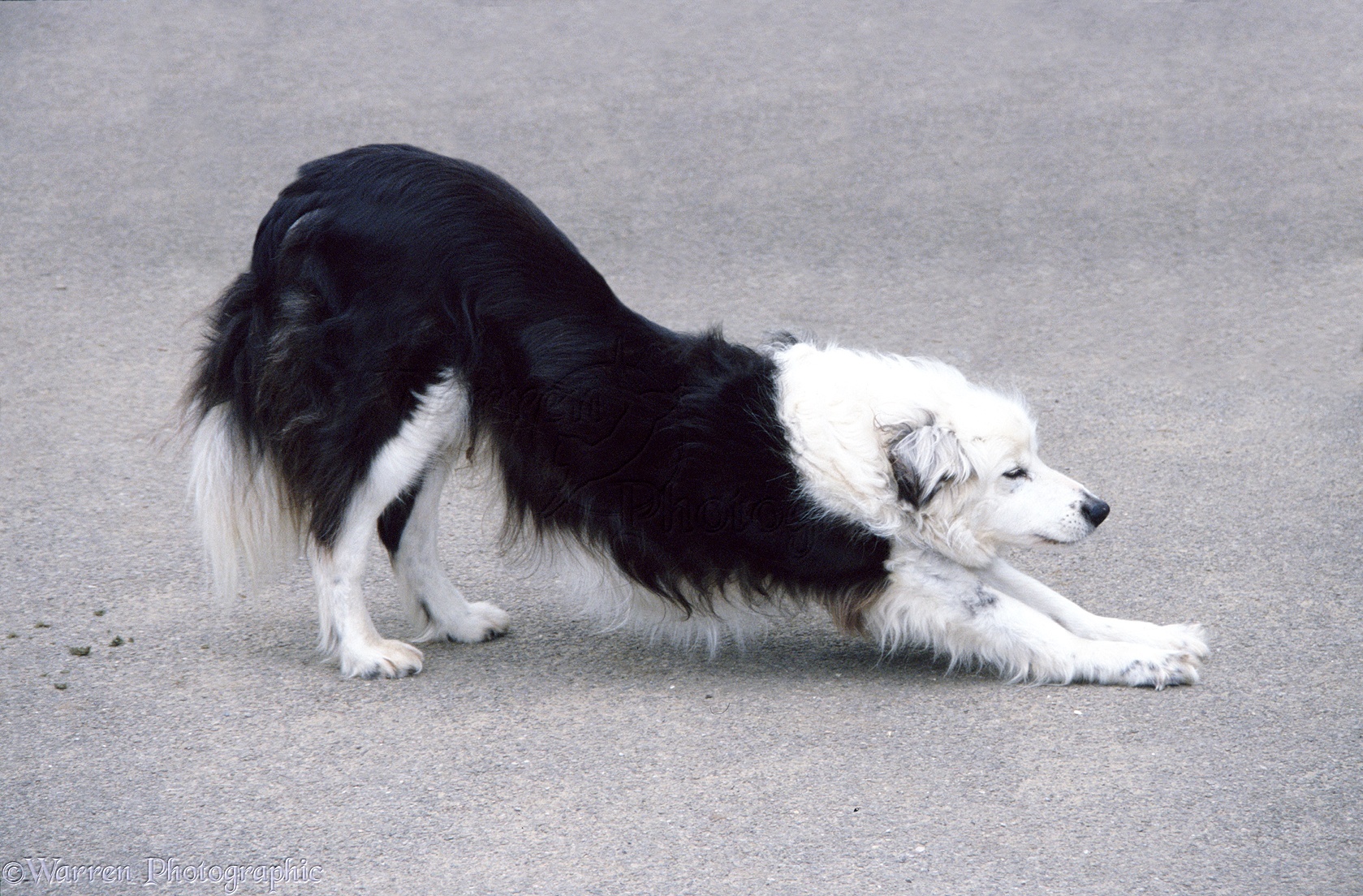 Dog Stretching