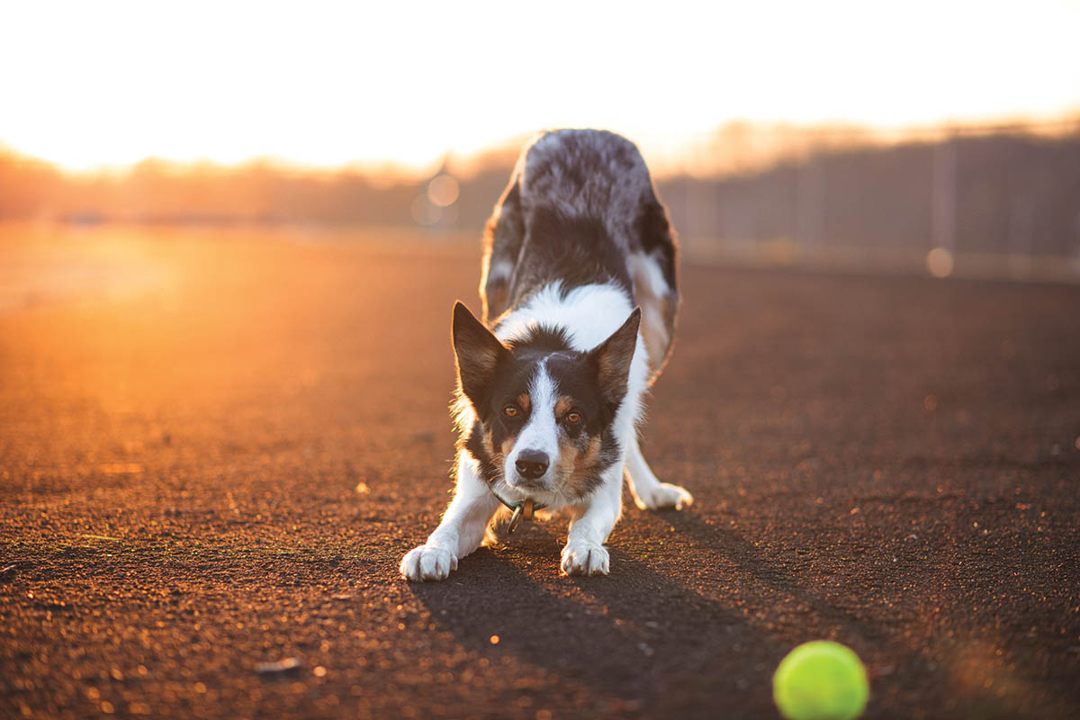 Dog Stretching