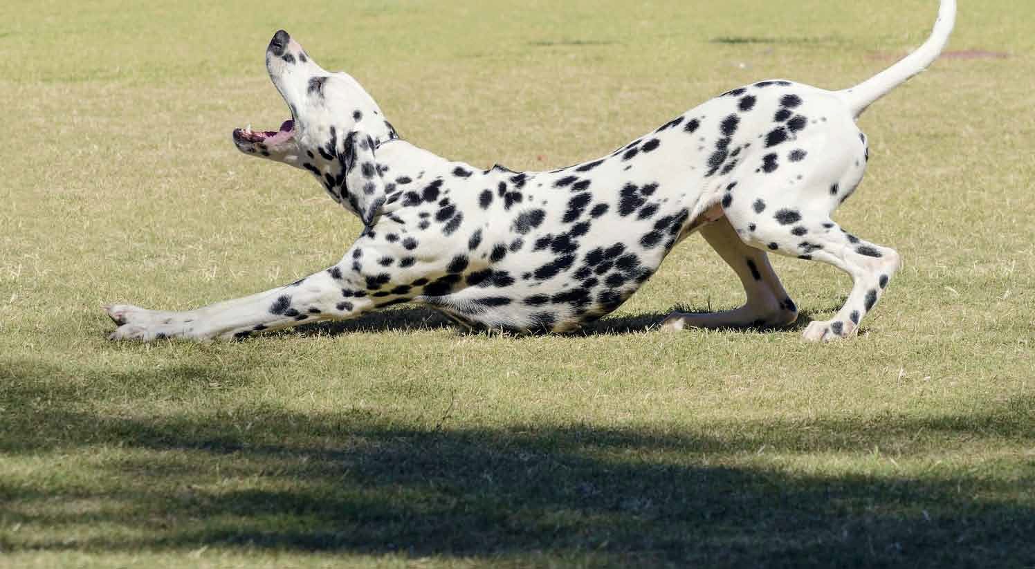 Dog Stretching