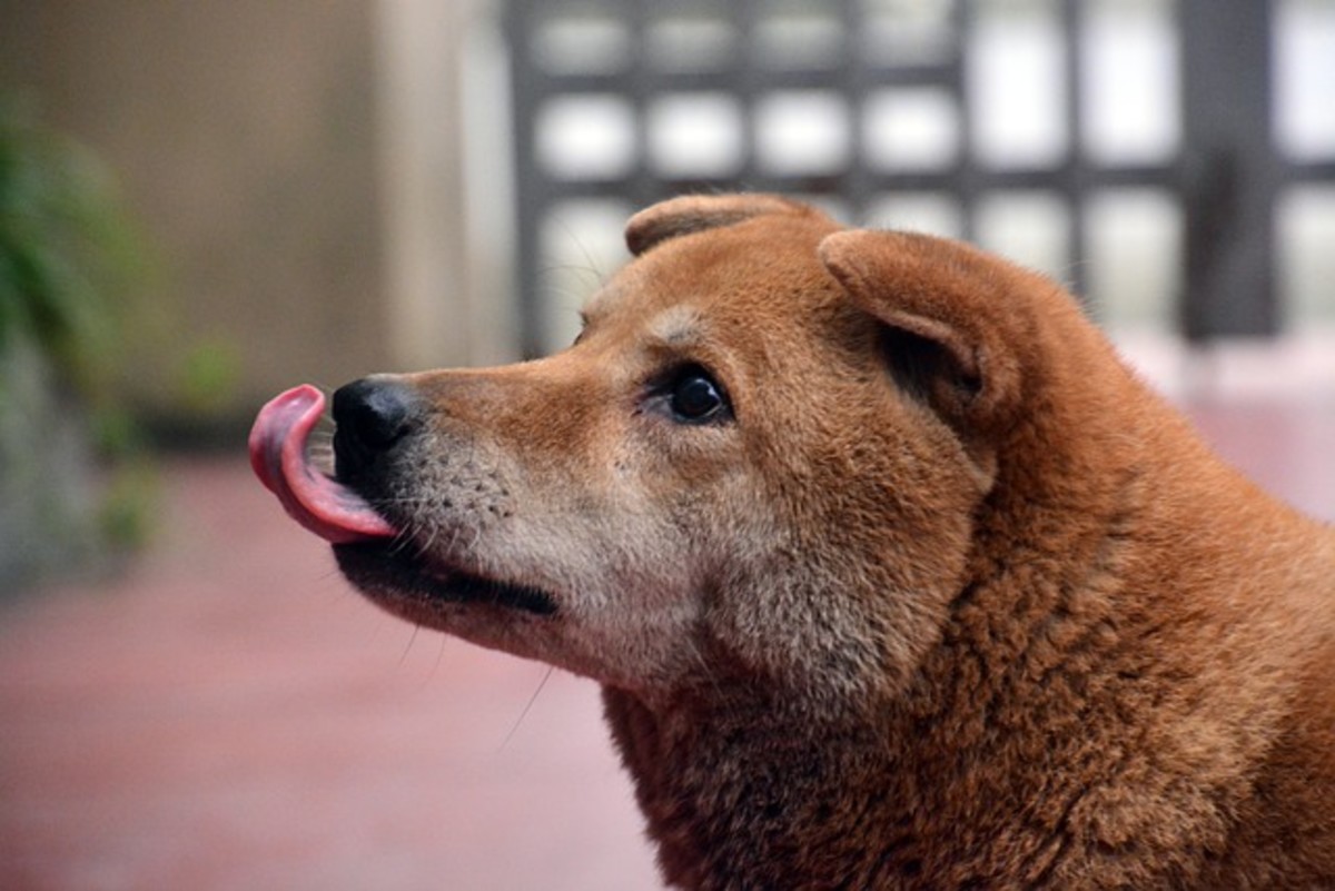 Dog licks floor