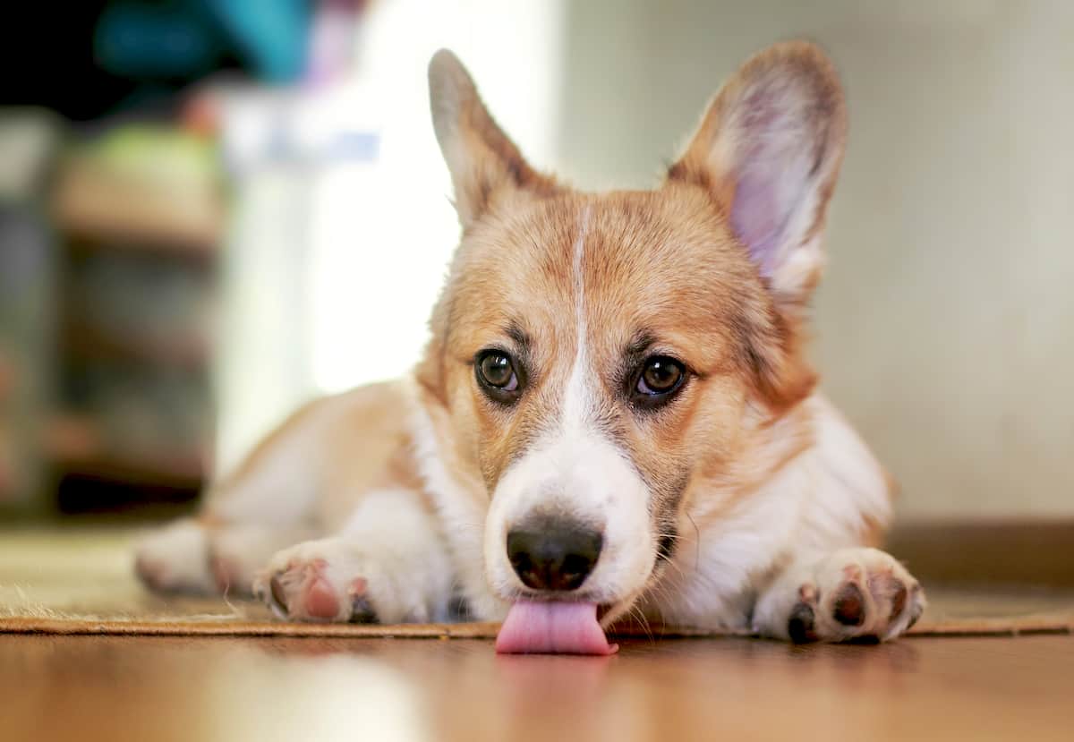 Dog licks floor