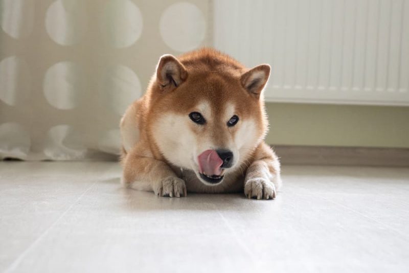 Dog licks floor