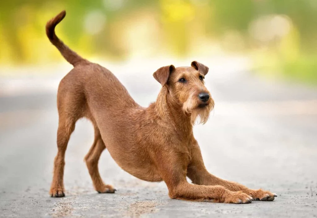 Dog stretch