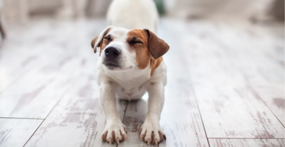 Dog stretch