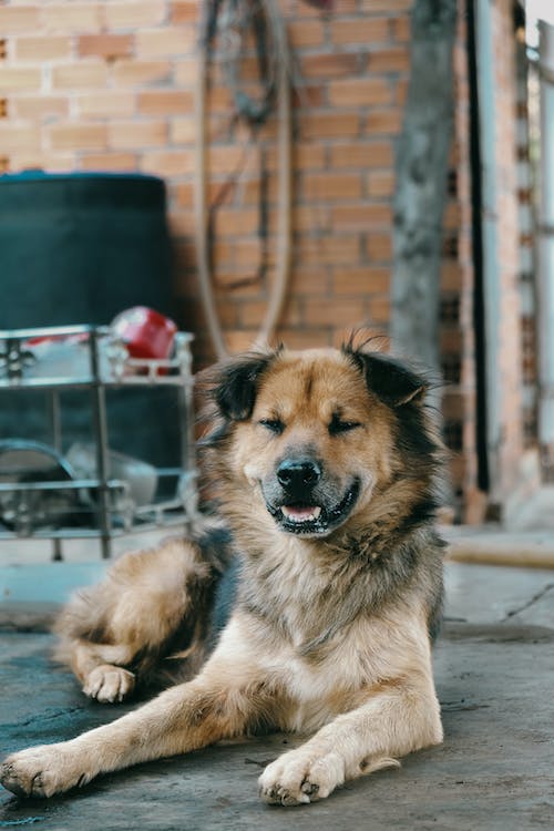 Dog's Front Leg