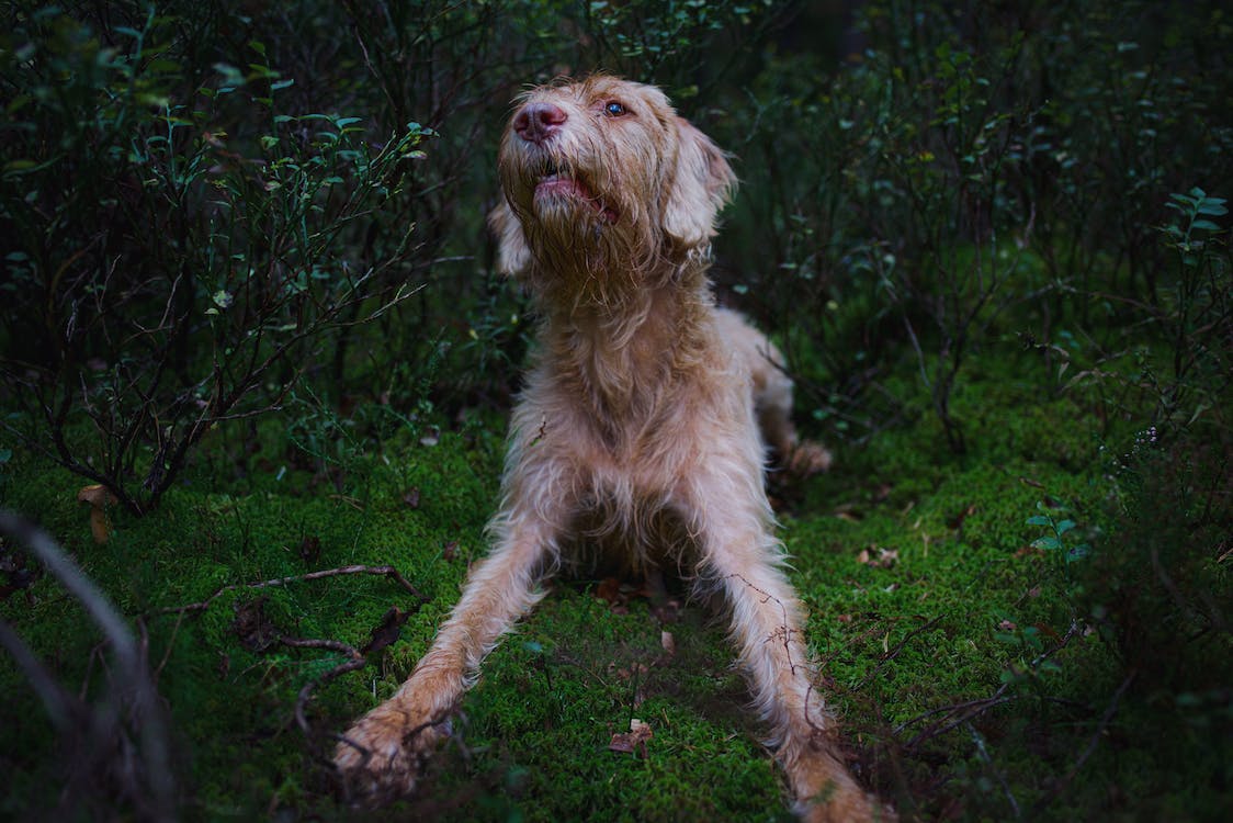 Dog's Front Leg