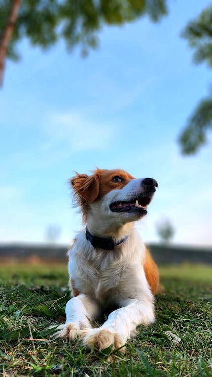 Dog's Front Leg