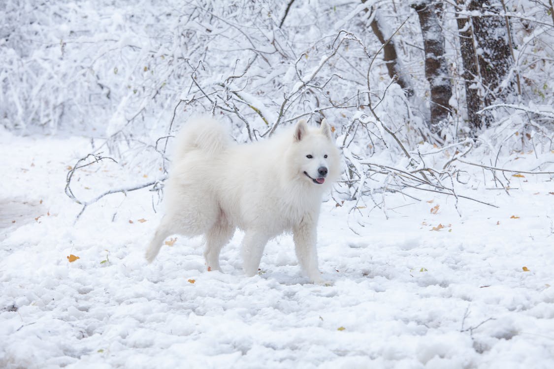 Samoyed